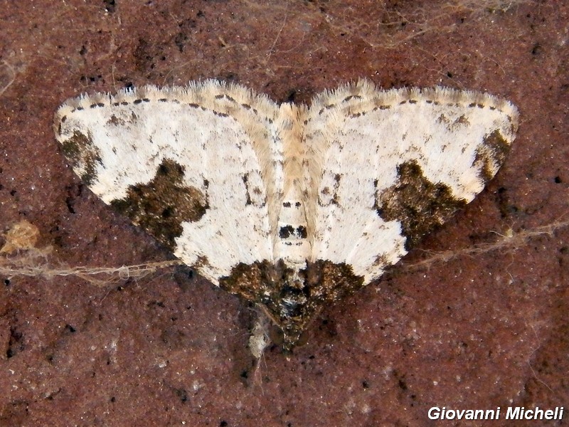 Xanthorhore fluctuata Geometridae Larentiinae